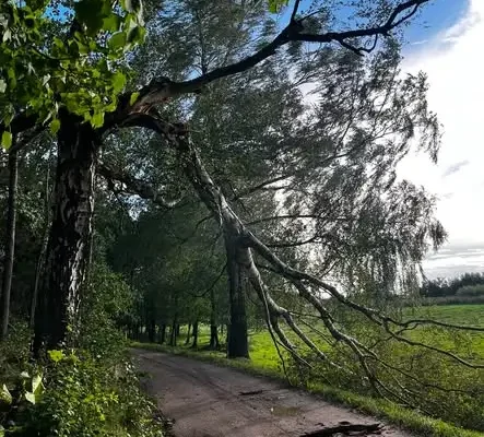 Połamane drzewo blokowało drogę w Rogiedlach – interweniowała OSP Lubomino