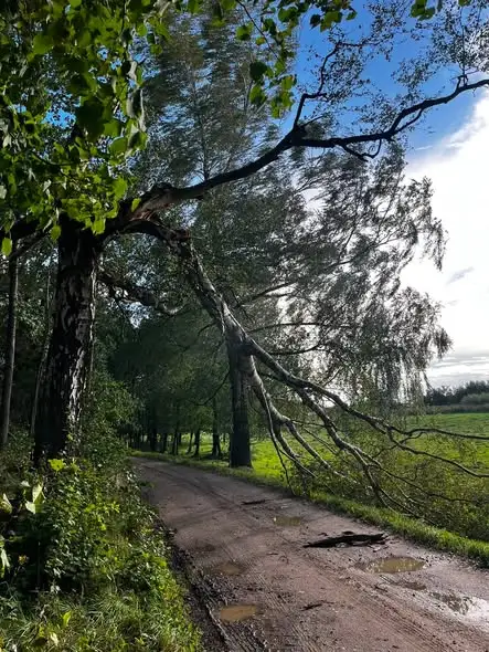Połamane drzewo blokowało drogę w Rogiedlach – interweniowała OSP Lubomino