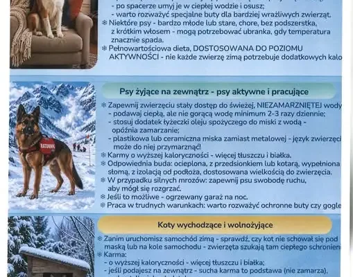 Zima tuż-tuż. Wojewódzki Inspektorat Weterynarii w Olsztynie radzi, jak zadbać o psy i koty