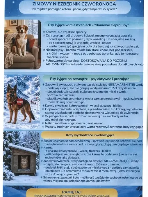 Zima tuż-tuż. Wojewódzki Inspektorat Weterynarii w Olsztynie radzi, jak zadbać o psy i koty